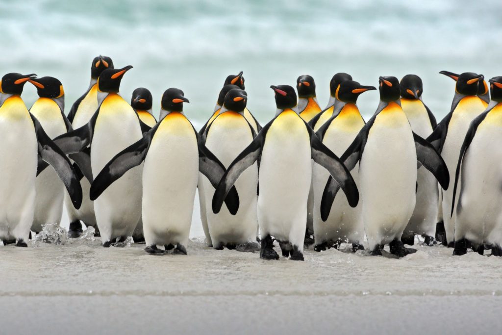 See Penguins on your Antarctica Cruise