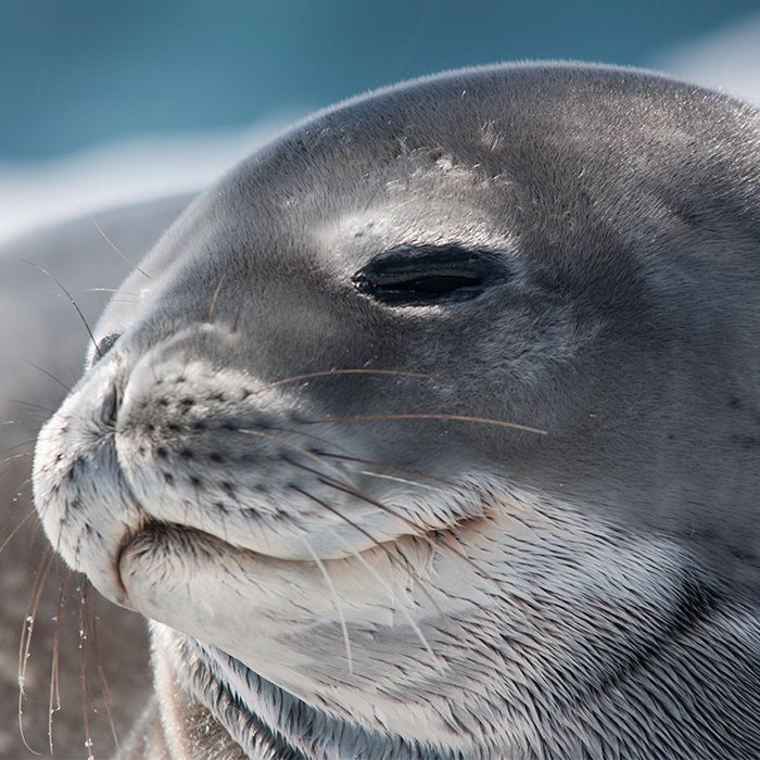 Visit Antarctica Sea Animals