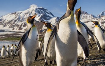 Visit Antarctica Wildlife