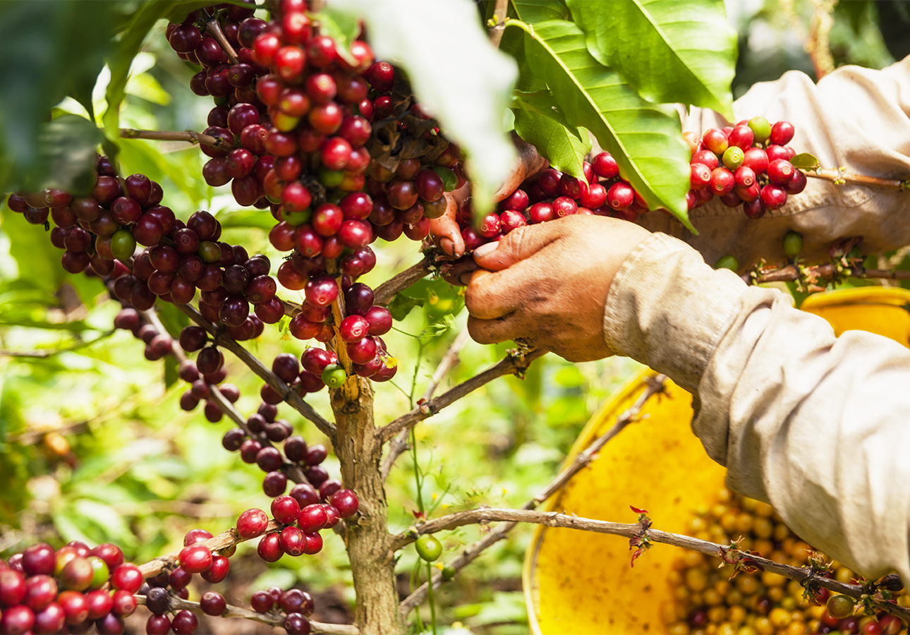 The Coffee Route of Armenia