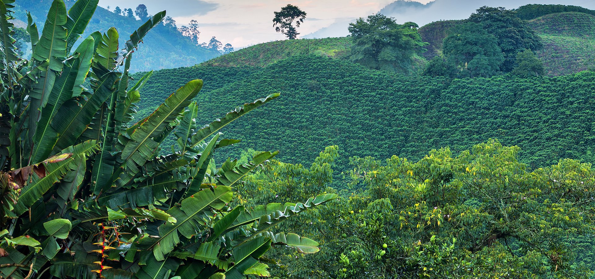 Coffee and Inca Cultures