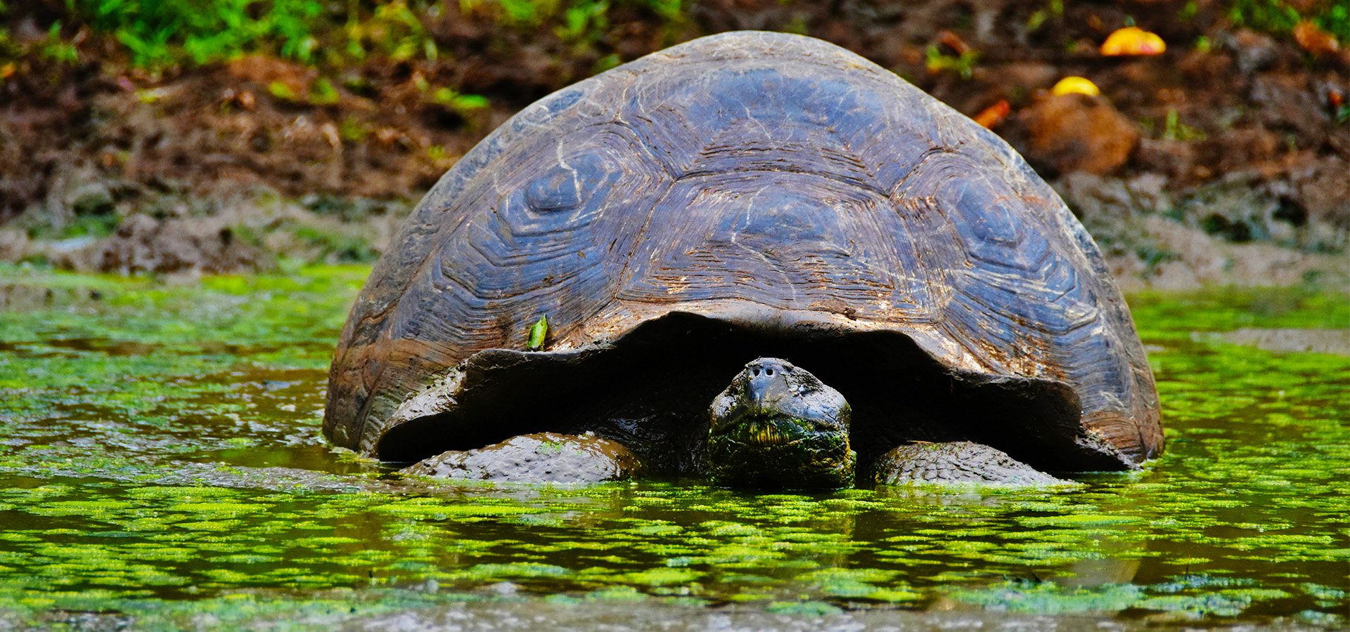 Galapagos & Machu Picchu | South America Tourism Office