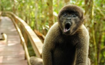 Monkey on bridge (Juma Amazon Lodge)