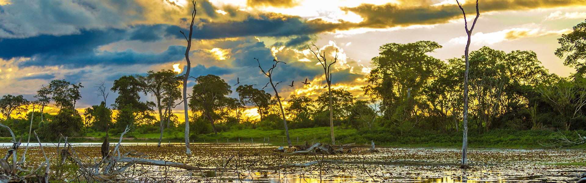 Amazon & Pantanal