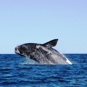 Humpback Whale Sighting
