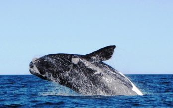 Humpback Whale Sighting
