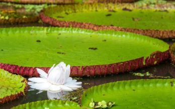 Visit the amazon jungle giant waterlilly