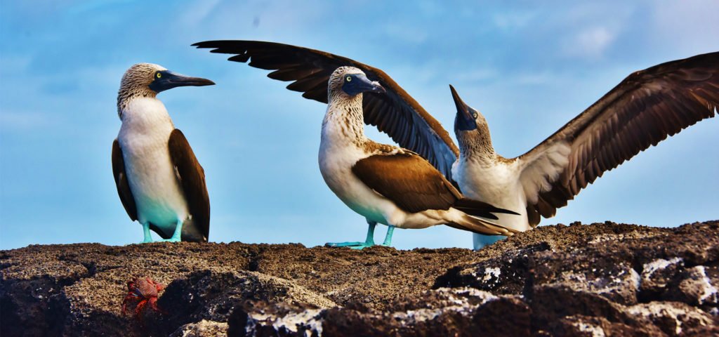 galapagos sea birds