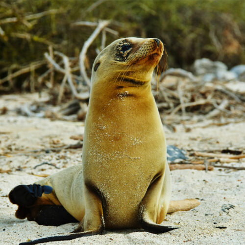 The best way to see the Galapagos Islands | South America Tourism Office