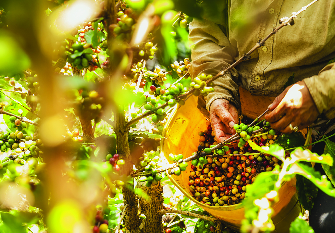 Coffee Aromas and Colonial Charms