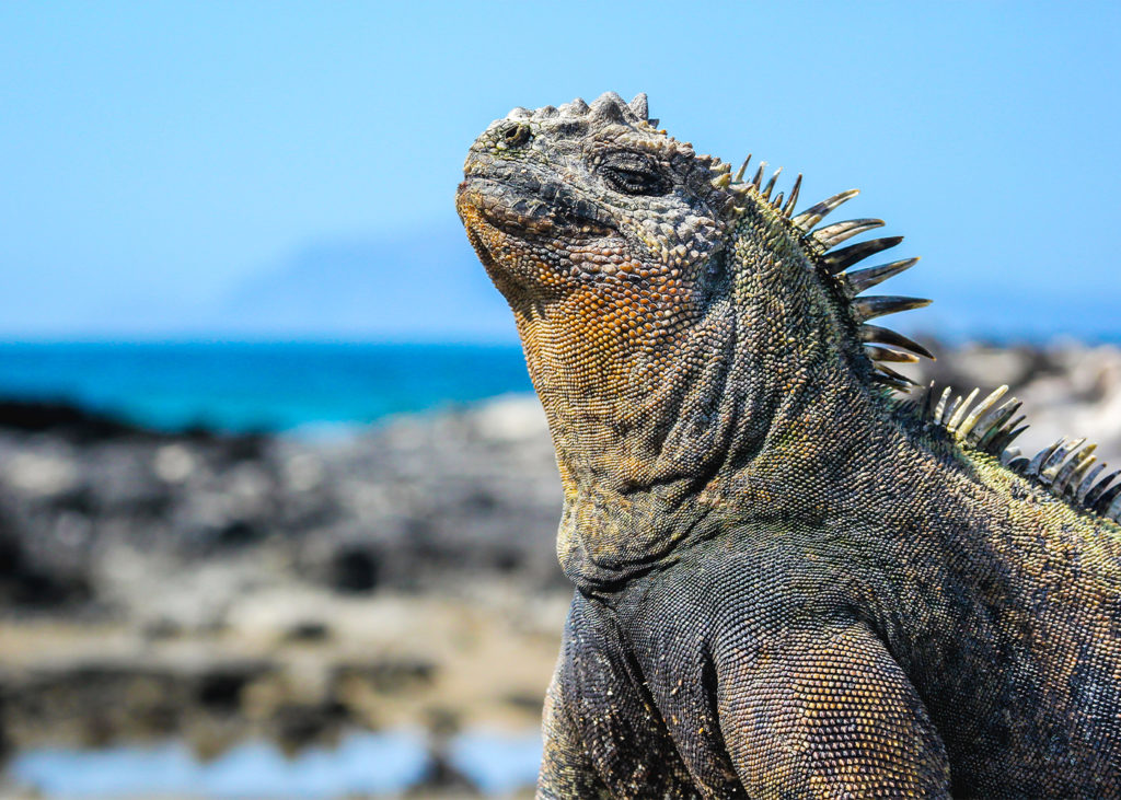 10 Animals found only in the Galapagos | South America Tourism Office