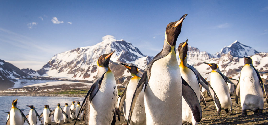 Visit Antarctica
