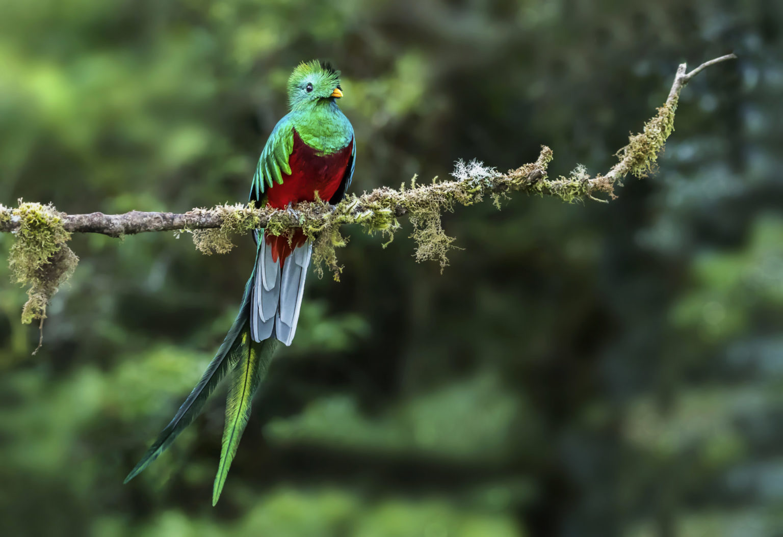 The Beautiful Birds of Costa Rica | South America Tourism Office