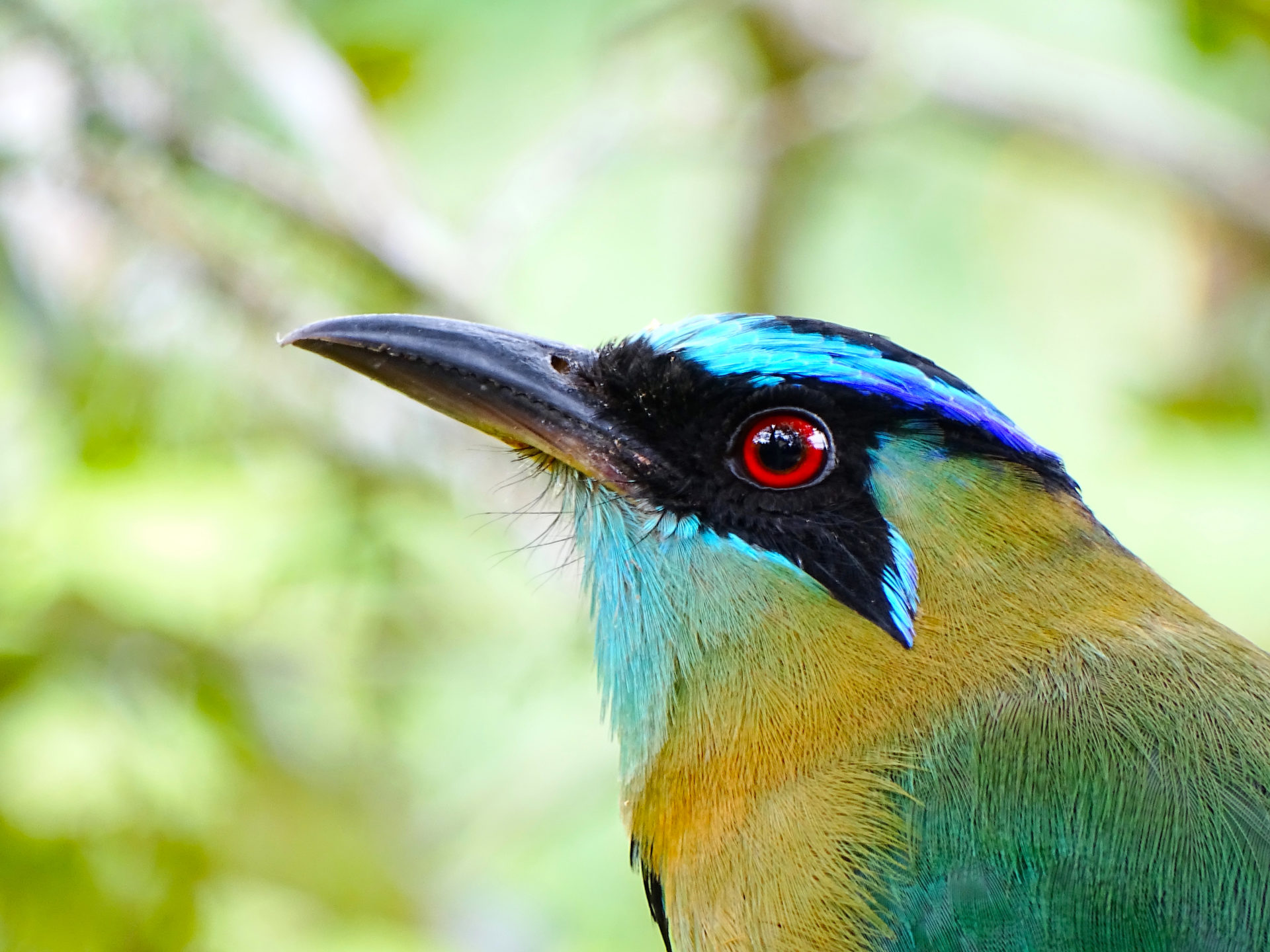 The Beautiful Birds of Costa Rica | South America Tourism Office