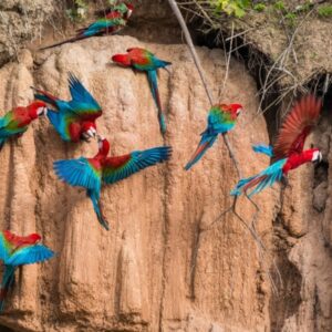 Peruvian Amazon, Macaw Lick