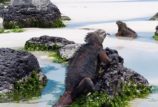 Galapagos Island Creatures